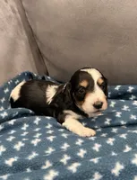 Betsy , a female Dachshund for sale in Miami, FL – 4 of 4