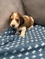 Glory , a female Dachshund for sale in Miami, FL – 2 of 4