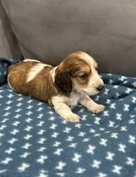 Glory , a female Dachshund for sale in Miami, FL – 3 of 4
