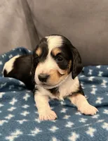Betsy , a female Dachshund for sale in Miami, FL – 2 of 4