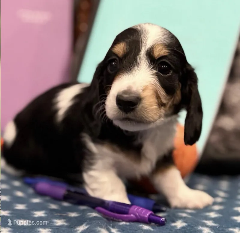 Betsy  – Dachshund puppy for sale in Miami, FL