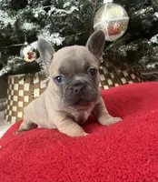 Jewel, a female French Bulldog for sale in Eastvale, CA – Photo 3 of 6