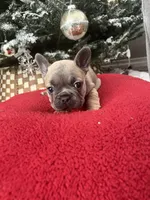 Jewel, a female French Bulldog for sale in Eastvale, CA – Photo 4 of 6