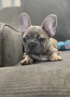 Jewel, a female French Bulldog for sale in Eastvale, CA – Photo 6 of 6