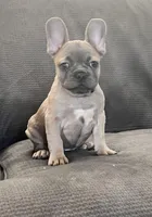 Jewel, a female French Bulldog for sale in Eastvale, CA – Photo 1 of 6