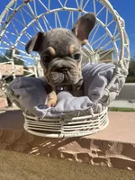Velour, a female French Bulldog for sale in Eastvale, CA – Photo 6 of 8