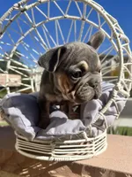 Velour, a female French Bulldog for sale in Eastvale, CA – Photo 5 of 8