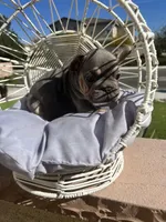 Velour, a female French Bulldog for sale in Eastvale, CA – Photo 8 of 8