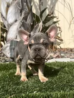 Velour, a female French Bulldog for sale in Eastvale, CA – Photo 2 of 8