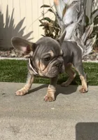 Velour, a female French Bulldog for sale in Eastvale, CA – Photo 4 of 8
