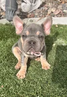 Velour, a female French Bulldog for sale in Eastvale, CA – Photo 3 of 8