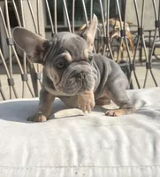 Velour, a female French Bulldog for sale in Eastvale, CA – Photo 1 of 8