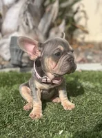 Velour, a female French Bulldog for sale in Eastvale, CA – Photo 7 of 8