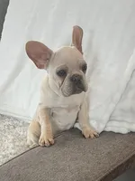 Velvet Cashew, a male French Bulldog for sale in Eastvale, CA – Photo 4 of 4