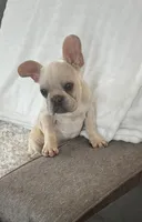 Velvet Cashew, a male French Bulldog for sale in Eastvale, CA – Photo 2 of 4