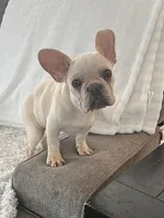 Velvet Cashew, a male French Bulldog for sale in Eastvale, CA – Photo 3 of 4