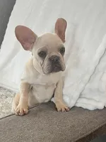 Velvet Cashew, a male French Bulldog for sale in Eastvale, CA – Photo 1 of 4