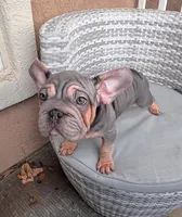 Blue Velvet, a male French Bulldog for sale in Eastvale, CA – Photo 3 of 4