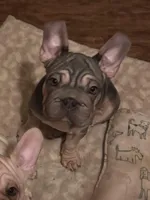 Blue Velvet, a male French Bulldog for sale in Eastvale, CA – Photo 1 of 4