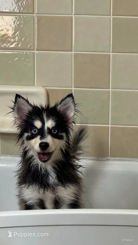 Sadie  – Pomsky puppy for sale in Fort Myers, FL
