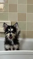 Sadie , a female Pomsky for sale in Fort Myers, FL – 1 of 3