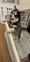 Sadie , a female Pomsky for sale in Fort Myers, FL – 3 of 3