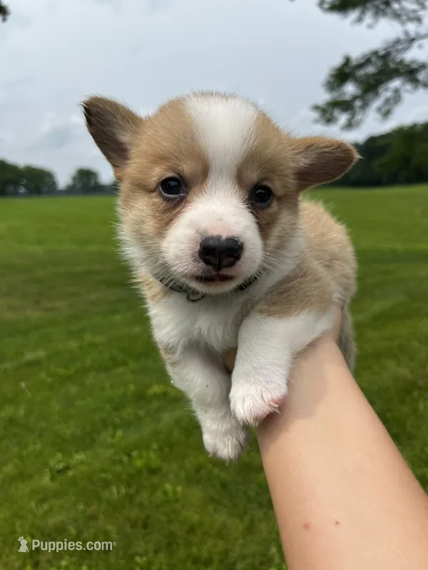Minnie – Pembroke Welsh Corgi puppy for sale in Cassopolis, MI