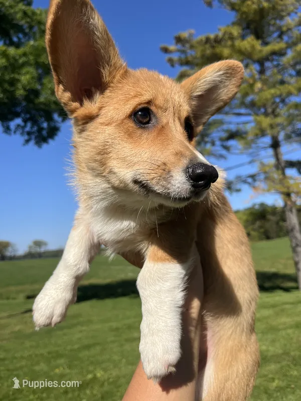 Mocha – Pembroke Welsh Corgi puppy for sale in Cassopolis, MI