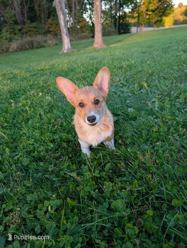 Mocha – Pembroke Welsh Corgi puppy for sale in Cassopolis, MI