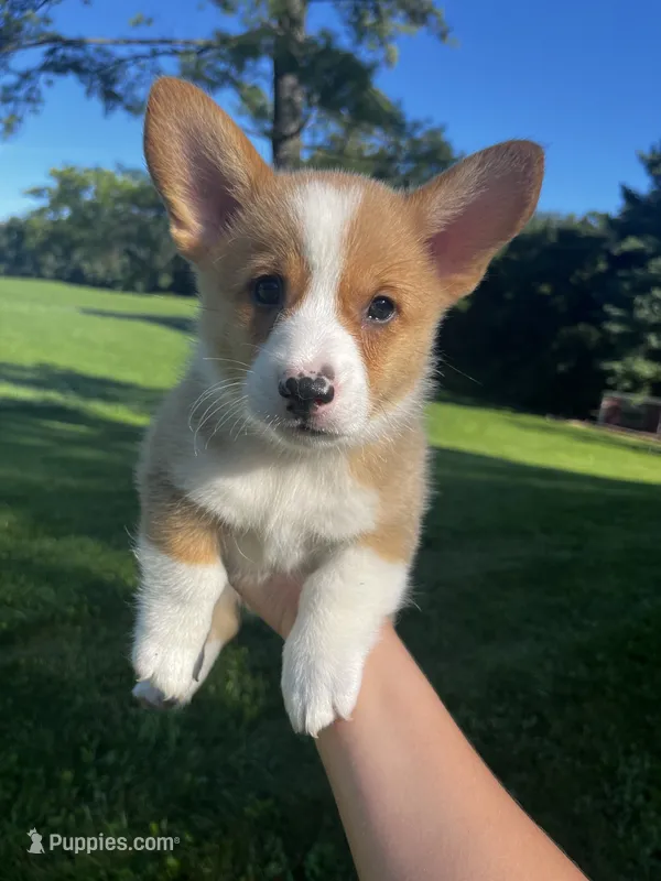 Copper – Pembroke Welsh Corgi puppy for sale in Cassopolis, MI