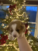 Simba, a male Pembroke Welsh Corgi for sale in Cassopolis, MI – Photo 10 of 10