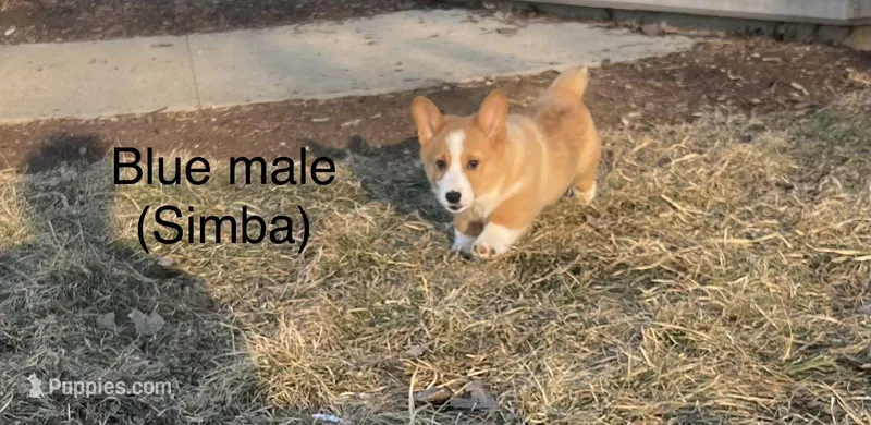 Simba