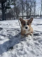 Simba, a male Pembroke Welsh Corgi for sale in Cassopolis, MI – Photo 4 of 10