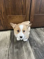 Simba, a male Pembroke Welsh Corgi for sale in Cassopolis, MI – Photo 6 of 10