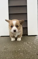 Simba, a male Pembroke Welsh Corgi for sale in Cassopolis, MI – Photo 8 of 10