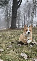 Simba, a male Pembroke Welsh Corgi for sale in Cassopolis, MI – Photo 1 of 10