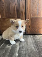 Simba, a male Pembroke Welsh Corgi for sale in Cassopolis, MI – Photo 7 of 10