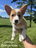 Cricket, a male Pembroke Welsh Corgi for sale in Cassopolis, MI – 4 of 10