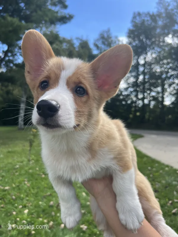 Cricket – Pembroke Welsh Corgi puppy for sale in Cassopolis, MI