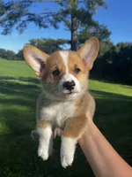 Clancy, a male Pembroke Welsh Corgi for sale in Cassopolis, MI – 8 of 10