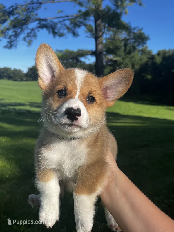 Clancy – Pembroke Welsh Corgi puppy for sale in Cassopolis, MI