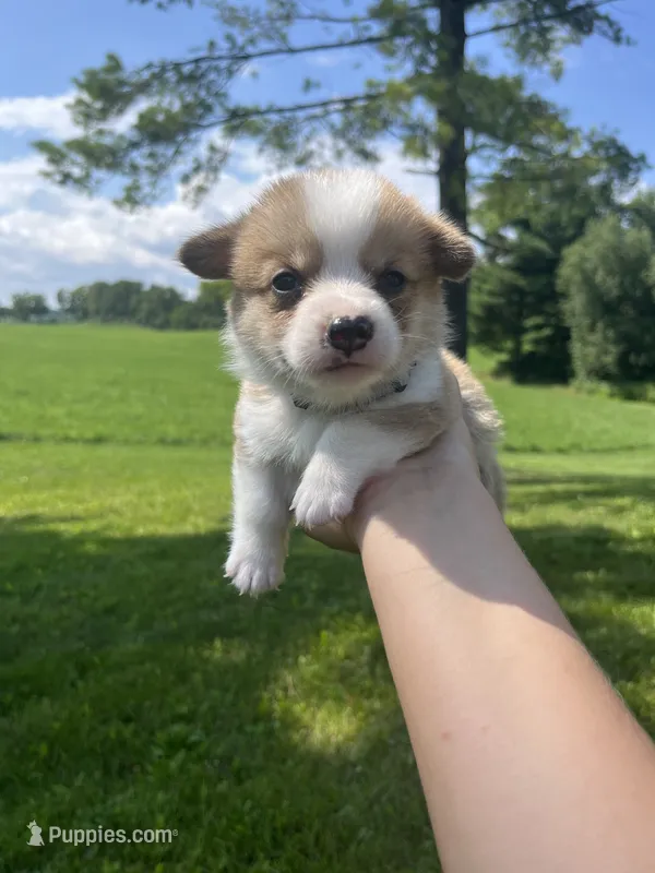 Minnie – Pembroke Welsh Corgi puppy for sale in Cassopolis, MI