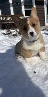 Peanut, a male Pembroke Welsh Corgi for sale in Cassopolis, MI – Photo 3 of 10