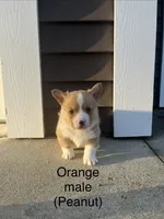 Peanut, a male Pembroke Welsh Corgi for sale in Cassopolis, MI – Photo 9 of 10