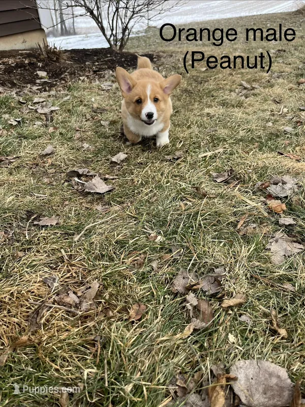 Peanut
