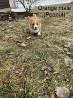 Peanut, a male Pembroke Welsh Corgi for sale in Cassopolis, MI – Photo 1 of 10