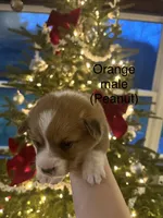 Peanut, a male Pembroke Welsh Corgi for sale in Cassopolis, MI – Photo 10 of 10