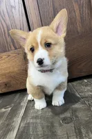 Peanut, a male Pembroke Welsh Corgi for sale in Cassopolis, MI – Photo 6 of 10