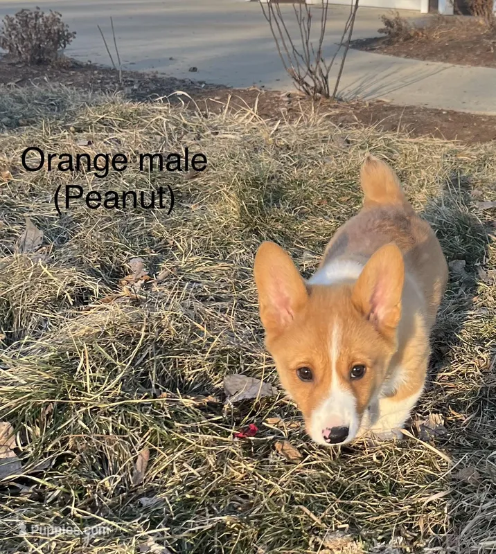 Peanut