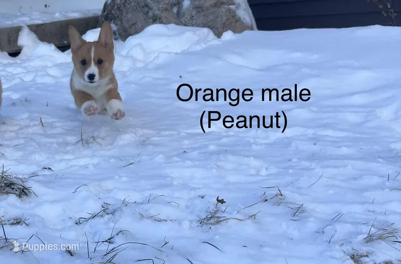 Peanut